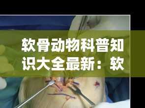 软骨动物科普知识大全最新：软骨动物和软体动物 