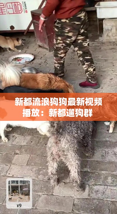 新都流浪狗狗最新视频播放：新都遛狗群 