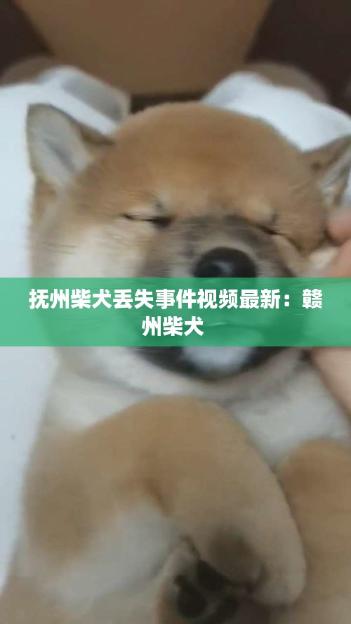 抚州柴犬丢失事件视频最新：赣州柴犬 