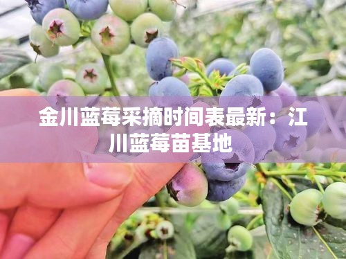 金川蓝莓采摘时间表最新：江川蓝莓苗基地 