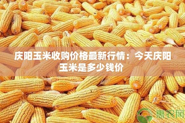 庆阳玉米收购价格最新行情：今天庆阳玉米是多少钱价 