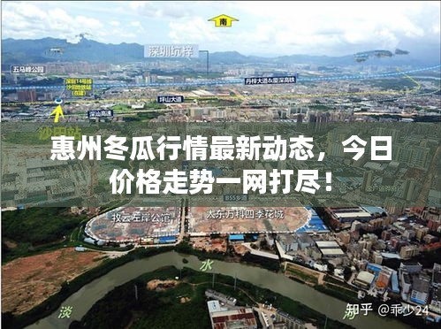 惠州冬瓜行情最新动态，今日价格走势一网打尽！