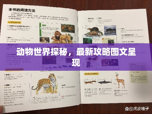 动物世界探秘，最新攻略图文呈现
