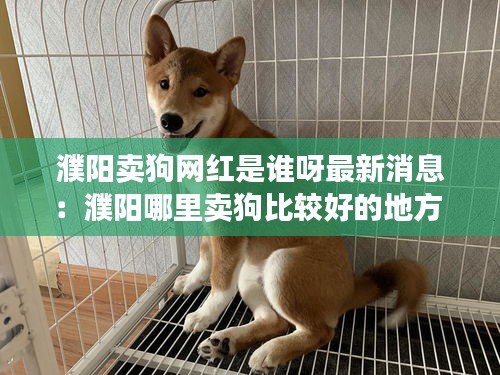 濮阳卖狗网红是谁呀最新消息：濮阳哪里卖狗比较好的地方 