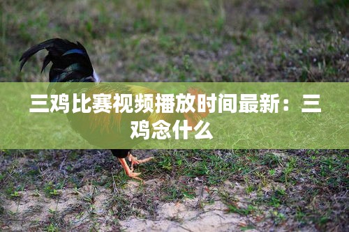 三鸡比赛视频播放时间最新：三鸡念什么 