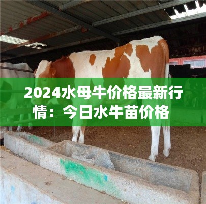 2024水母牛价格最新行情：今日水牛苗价格 