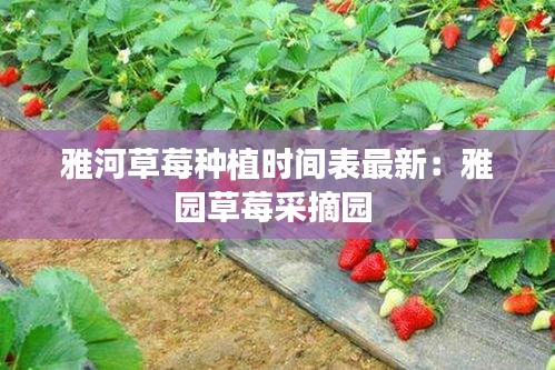 雅河草莓种植时间表最新：雅园草莓采摘园 