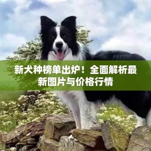新犬种榜单出炉！全面解析最新图片与价格行情