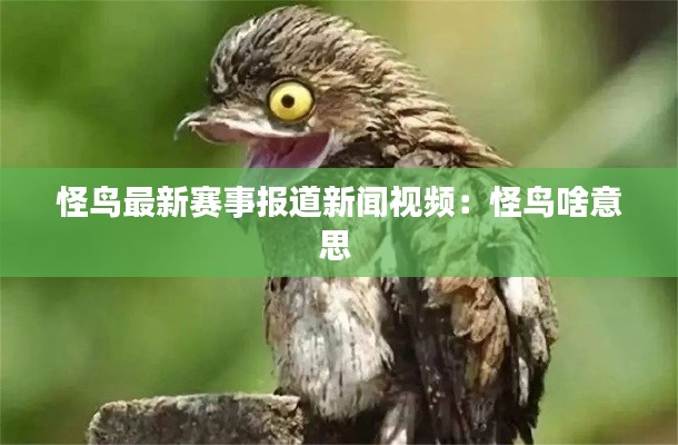 怪鸟最新赛事报道新闻视频：怪鸟啥意思 