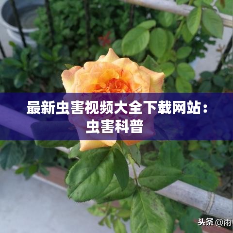 最新虫害视频大全下载网站：虫害科普 
