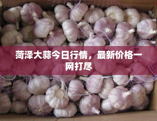 菏泽大蒜今日行情，最新价格一网打尽