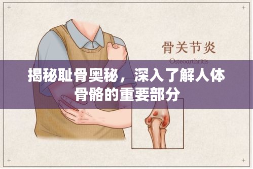 揭秘耻骨奥秘，深入了解人体骨骼的重要部分