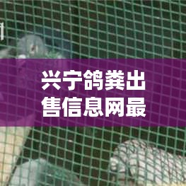 兴宁鸽粪出售信息网最新：2020年兴宁市信鸽协会比赛 