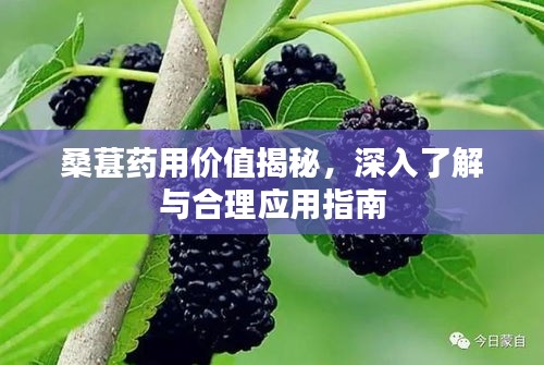 桑葚药用价值揭秘，深入了解与合理应用指南