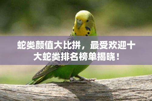 蛇类颜值大比拼，最受欢迎十大蛇类排名榜单揭晓！
