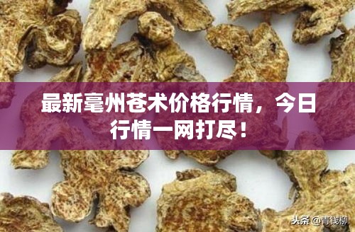 最新毫州苍术价格行情，今日行情一网打尽！