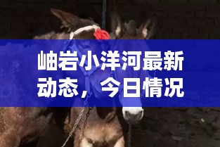 岫岩小洋河最新动态，今日情况一览
