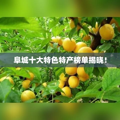 阜城十大特色特产榜单揭晓！