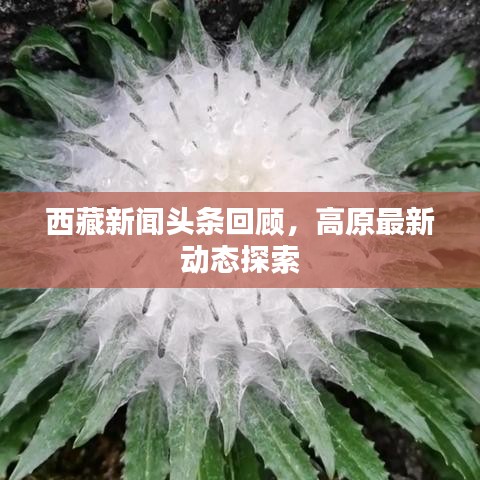 西藏新闻头条回顾，高原最新动态探索