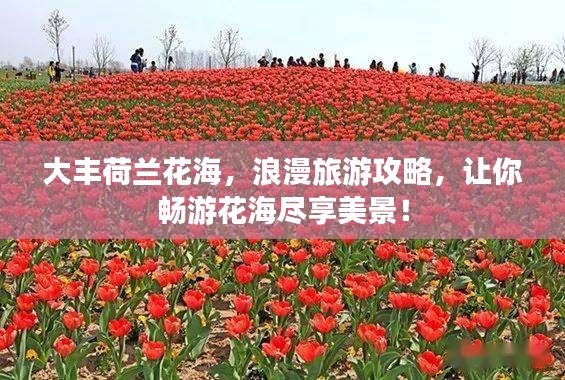 大丰荷兰花海，浪漫旅游攻略，让你畅游花海尽享美景！