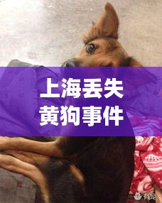上海丢失黄狗事件视频最新：上海寻狗 