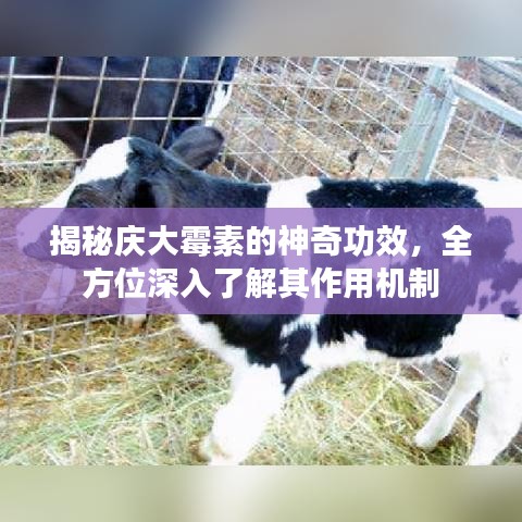 揭秘庆大霉素的神奇功效，全方位深入了解其作用机制