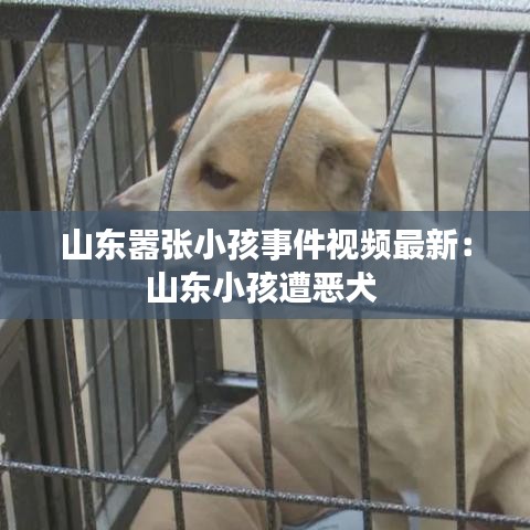 山东嚣张小孩事件视频最新：山东小孩遭恶犬 