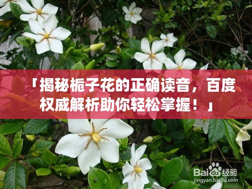 「揭秘栀子花的正确读音，百度权威解析助你轻松掌握！」