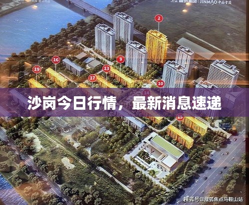 沙岗今日行情，最新消息速递