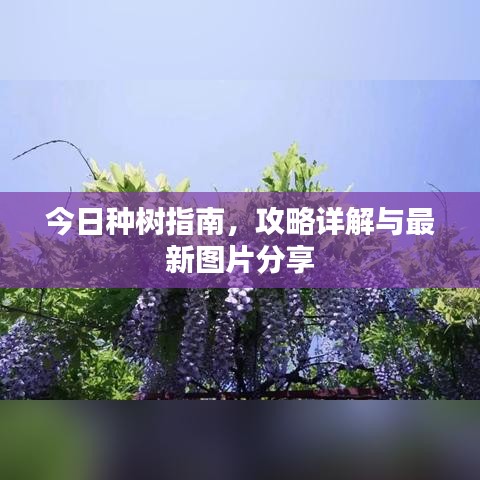 今日种树指南，攻略详解与最新图片分享