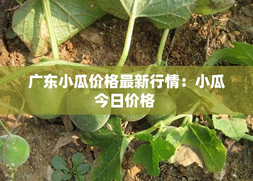 广东小瓜价格最新行情：小瓜今日价格 