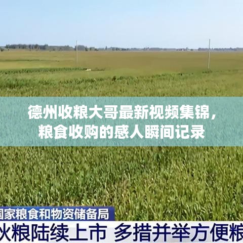 德州收粮大哥最新视频集锦，粮食收购的感人瞬间记录
