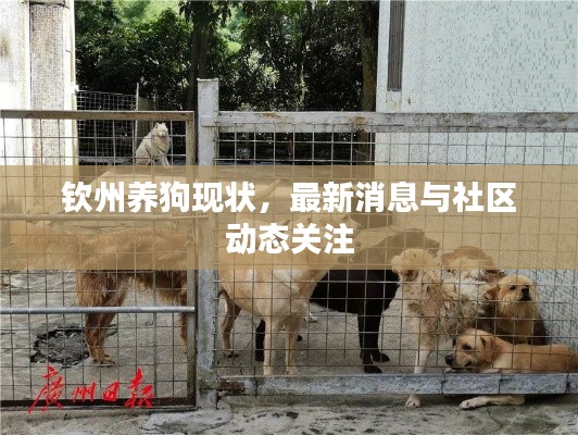 钦州养狗现状，最新消息与社区动态关注