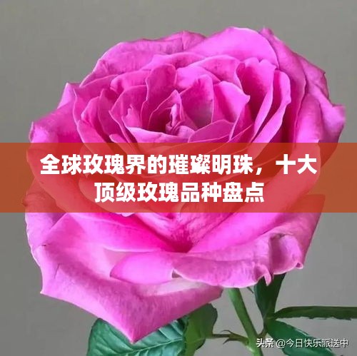 全球玫瑰界的璀璨明珠，十大顶级玫瑰品种盘点
