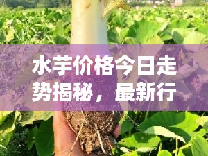 水芋价格今日走势揭秘，最新行情分析！