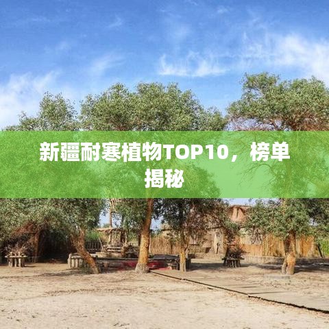 新疆耐寒植物TOP10，榜单揭秘