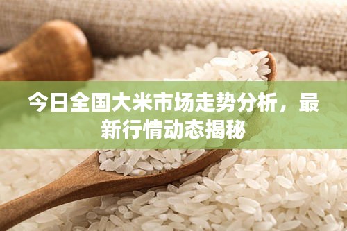 今日全国大米市场走势分析，最新行情动态揭秘