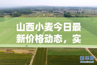 山西小麦今日最新价格动态，实时更新！