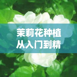 茉莉花种植从入门到精通，掌握种植技巧全攻略