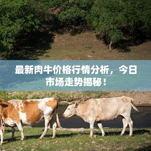 最新肉牛价格行情分析，今日市场走势揭秘！