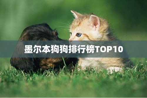墨尔本狗狗排行榜TOP10