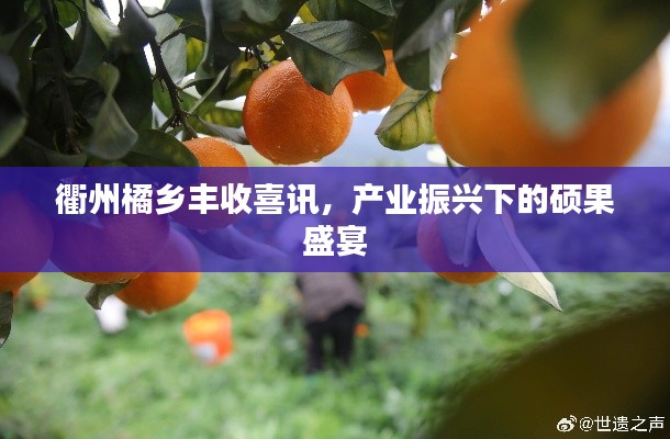 衢州橘乡丰收喜讯，产业振兴下的硕果盛宴