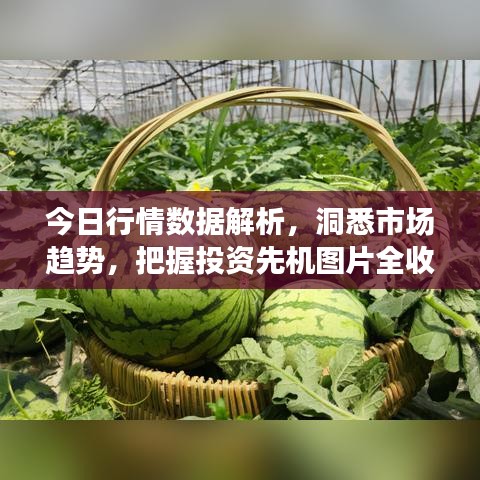 今日行情数据解析，洞悉市场趋势，把握投资先机图片全收录