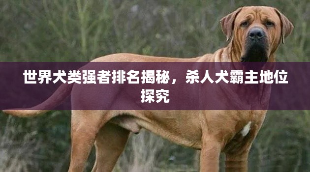 世界犬类强者排名揭秘，杀人犬霸主地位探究