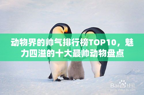 动物界的帅气排行榜TOP10，魅力四溢的十大最帅动物盘点