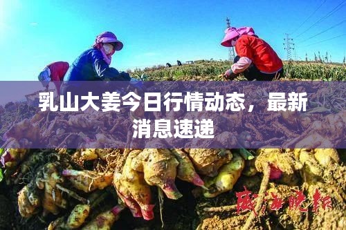 乳山大姜今日行情动态，最新消息速递