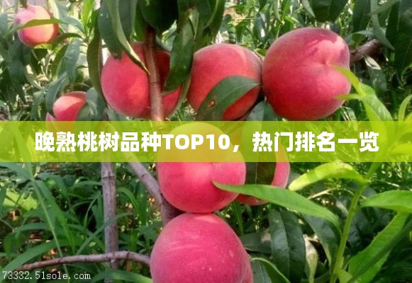晚熟桃树品种TOP10，热门排名一览