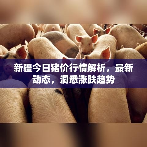新疆今日猪价行情解析，最新动态，洞悉涨跌趋势