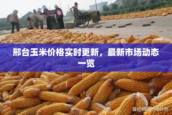 邢台玉米价格实时更新，最新市场动态一览