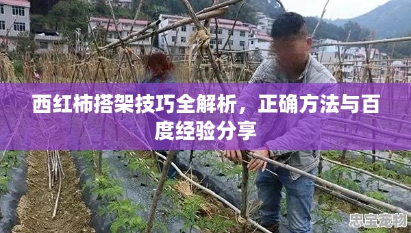 西红柿搭架技巧全解析，正确方法与百度经验分享